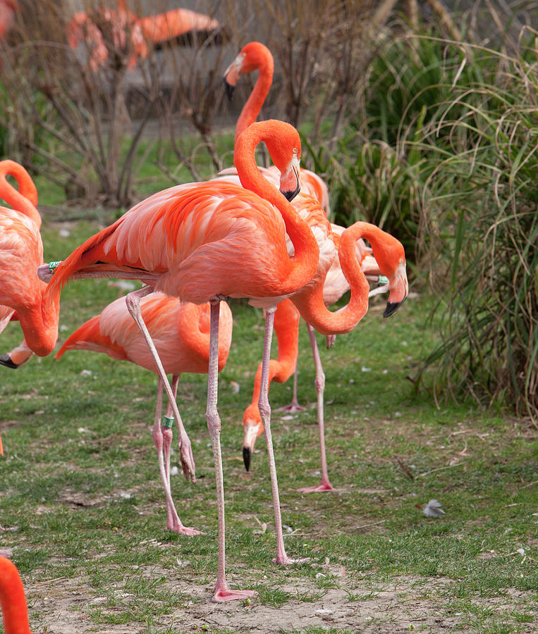 American Flamingoes Feeding Photograph by Pascal Goetgheluck/science ...