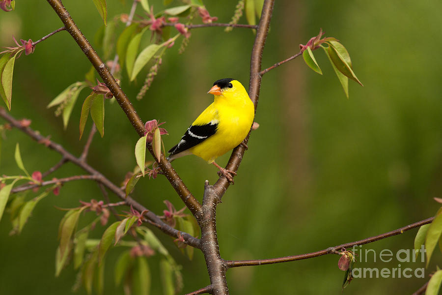 American Goldfinch Carduelis Tristis #1 Photograph by Linda Freshwaters Arndt