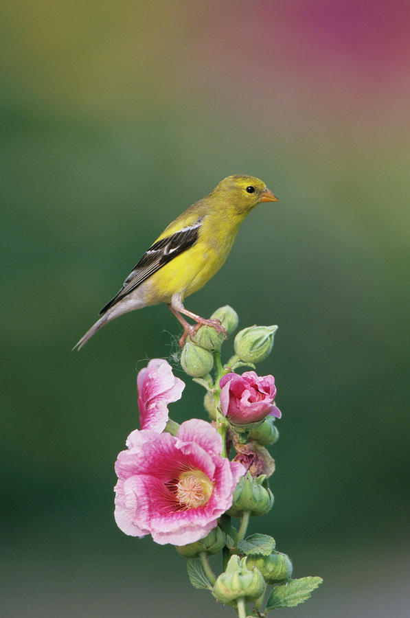 Finch Photograph - American Goldfinch (carduelis Tristis #1 by Richard and Susan Day