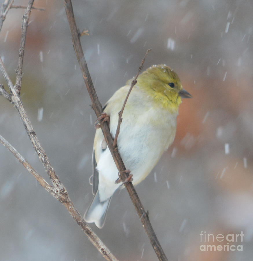 American Goldfinch Hanging On Painting by Ruth Housley American Goldfinch Hanging On Painting by Ruth Housley