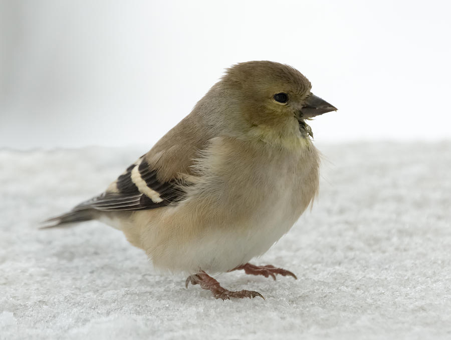 American Goldfinch in the Snow Photograph by Holden The Moment
