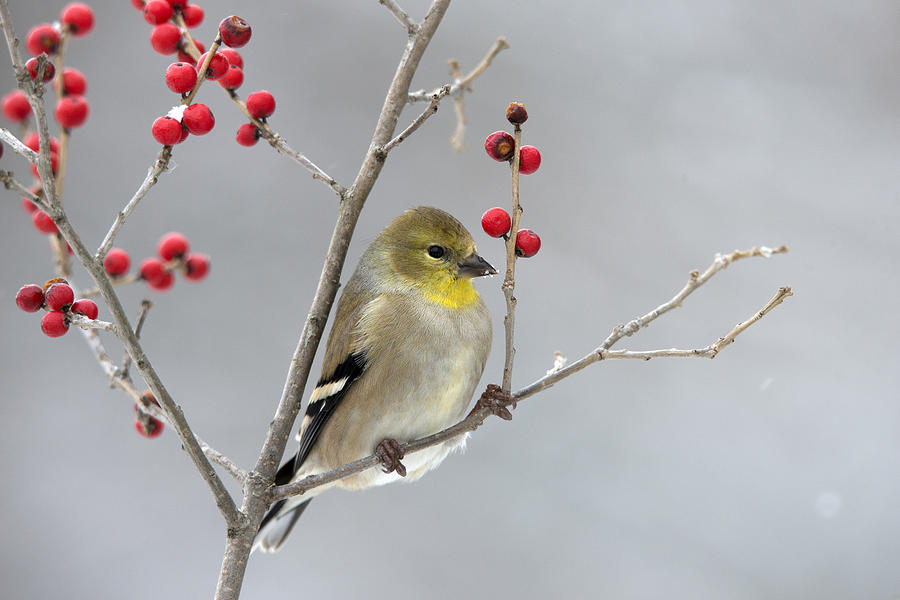 Animal Photograph - American Goldfinch In Winter #1 by Scott Leslie