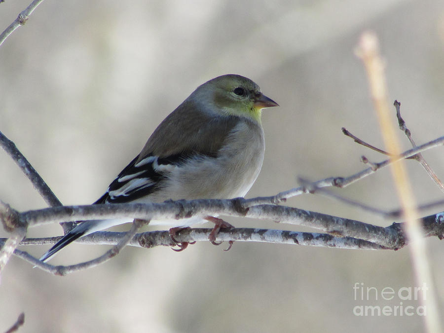 American Goldfinch 1 Photograph by Jamie Smith