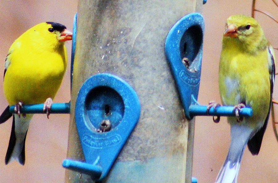 Migratory Bird Photograph - American Goldfinch by Kay Novy Migratory Bird Photograph - American Goldfinch by Kay Novy