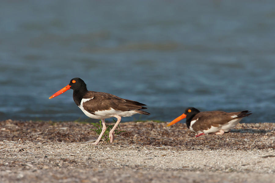 Adult Photograph - American Oystercatcher (haematopus by Larry Ditto Adult Photograph - American Oystercatcher (haematopus by Larry Ditto