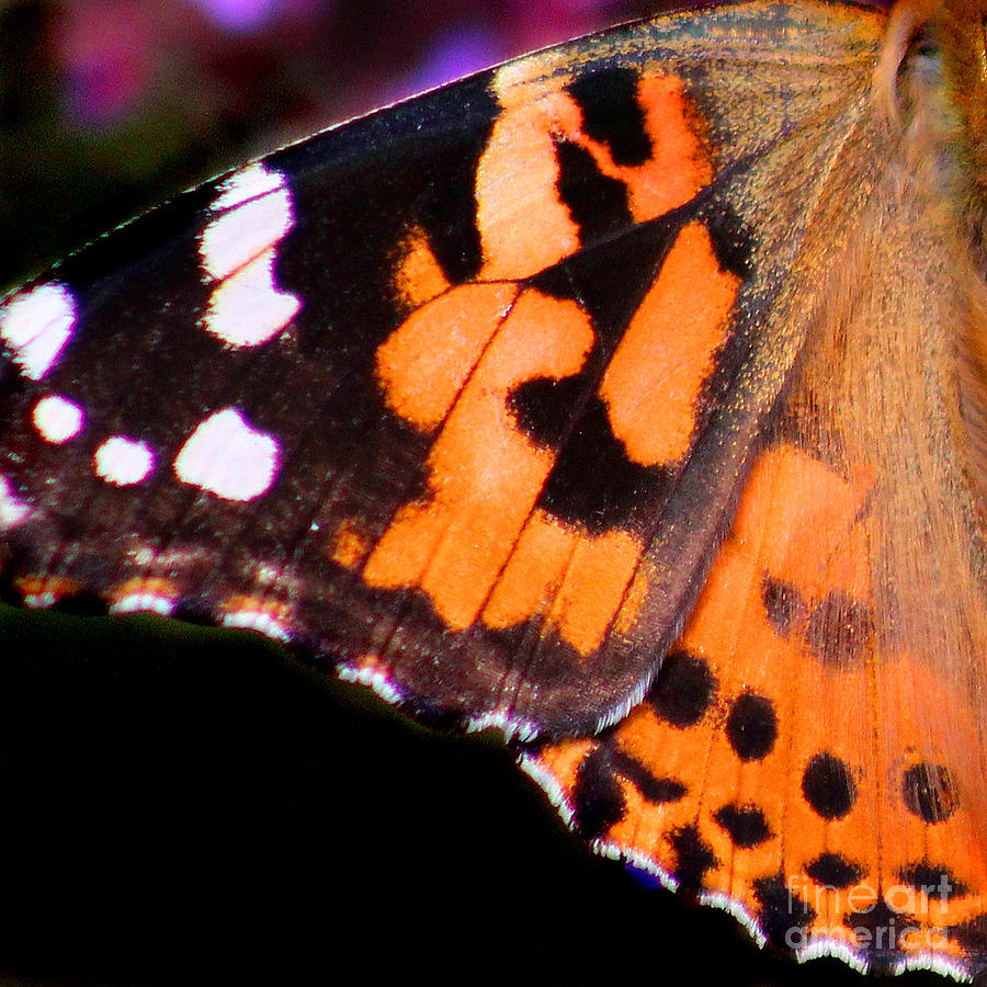 American Painted Lady Butterfly Wing Square #1 Photograph by Karen Adams