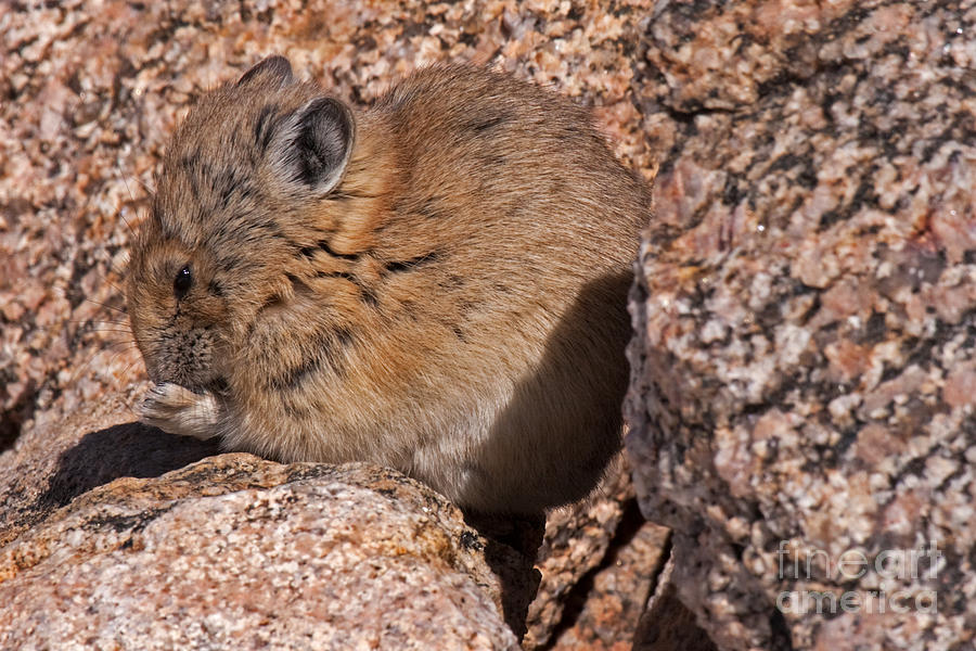 American Pika #1 Photograph by Fred Stearns