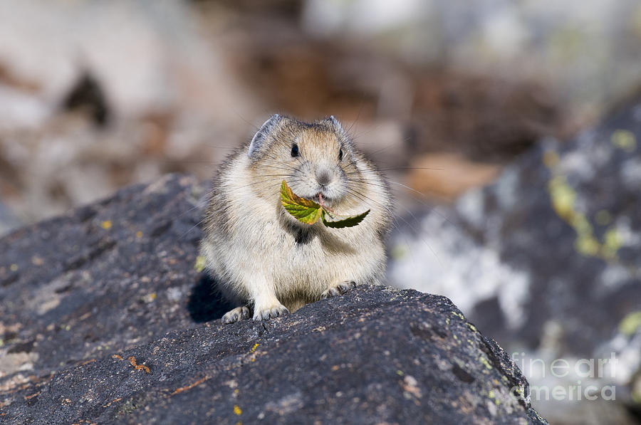 Pika Photograph - American Pika #1 by William H. Mullins