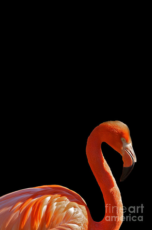 Flamingo Mixed Media - American Pink Flamingo #1 by Celestial Images