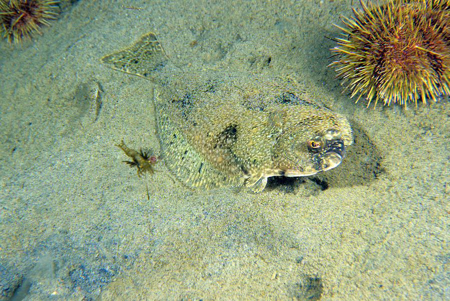 American Plaice Photograph by Andrew J. Martinez Fine Art America