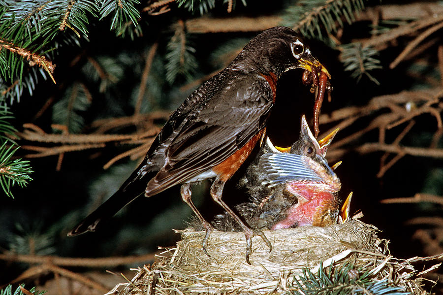 American Robin Feeding Nestlings #1 Photograph by Millard H. Sharp