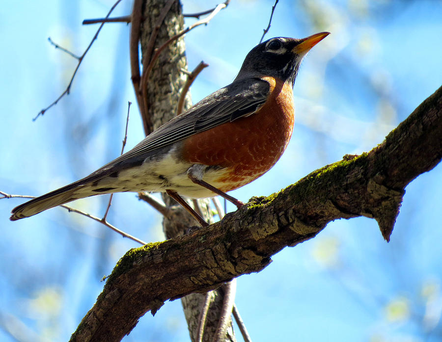 American Robin Photograph by Art Dingo - Fine Art America