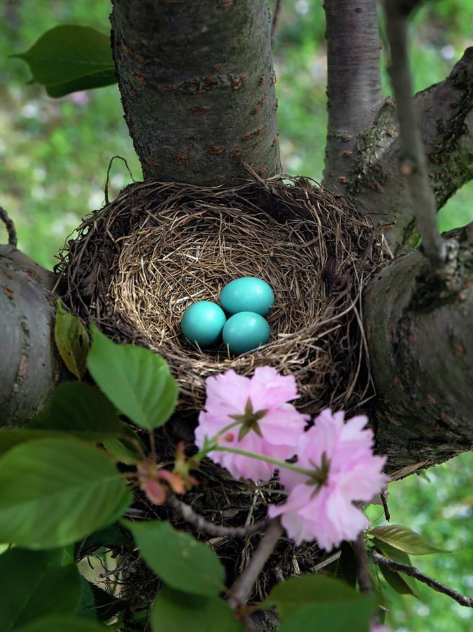 American Robin Nest Photograph by John Greim/science Photo Library - Pixels