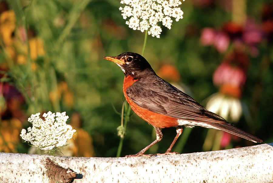 Spring Photograph - American Robin (turdis Migratorius #1 by Richard and Susan Day