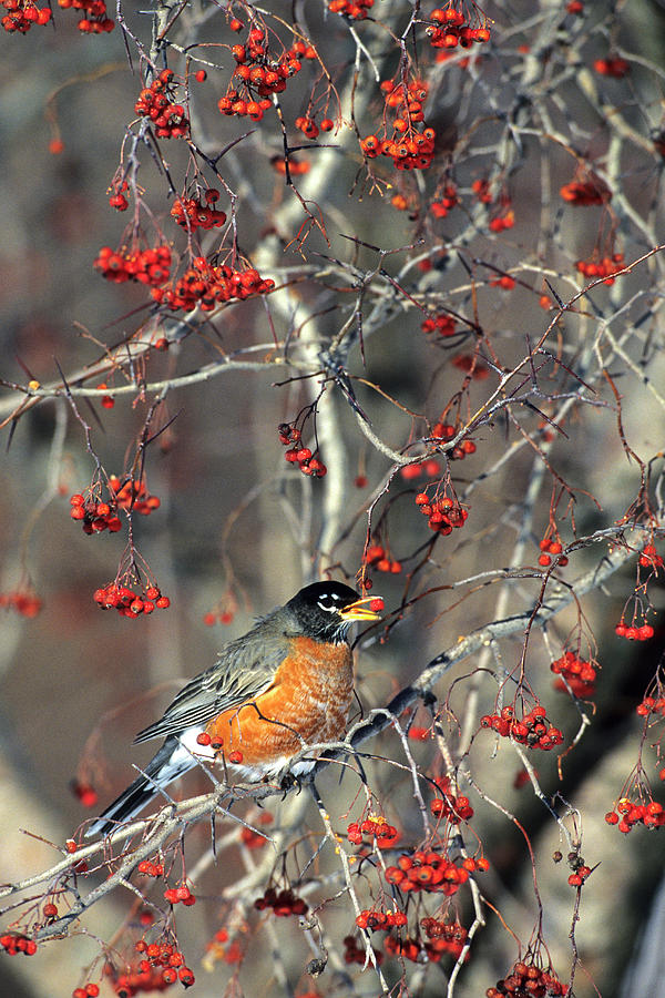 Wildlife Photograph - American Robin (turdus Migratorius #1 by Richard and Susan Day