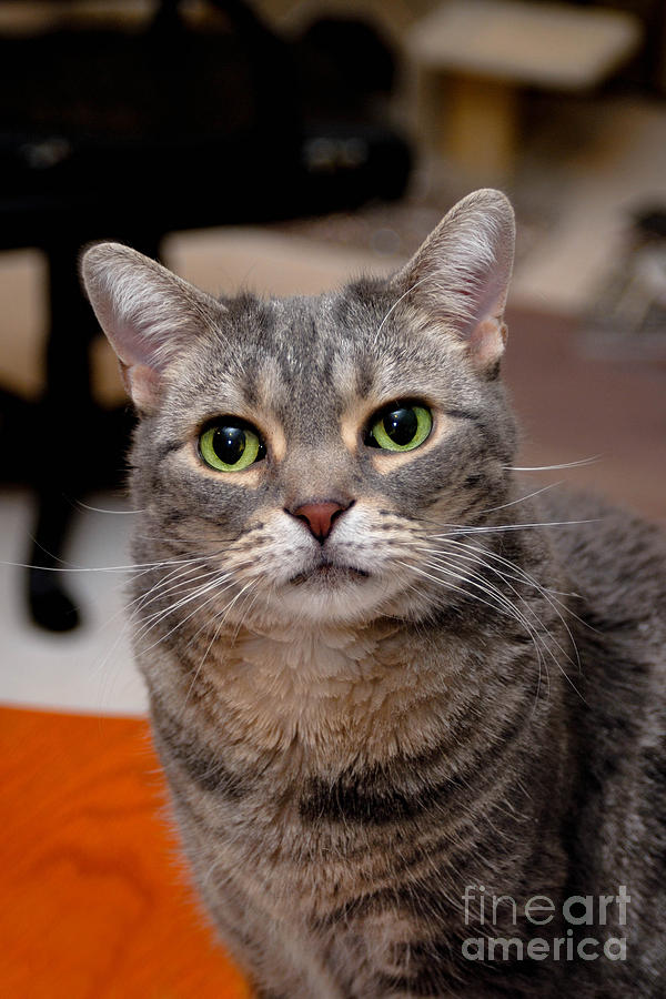 Cat Photograph - American Shorthair Cat Portrait #1 by Amy Cicconi