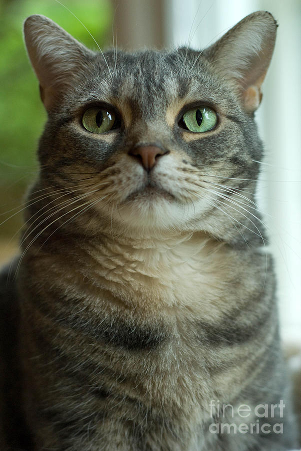 Cat Photograph - American Shorthair Cat Profile #1 by Amy Cicconi