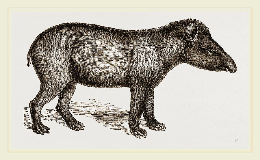 American Tapir Drawing by Litz Collection Pixels