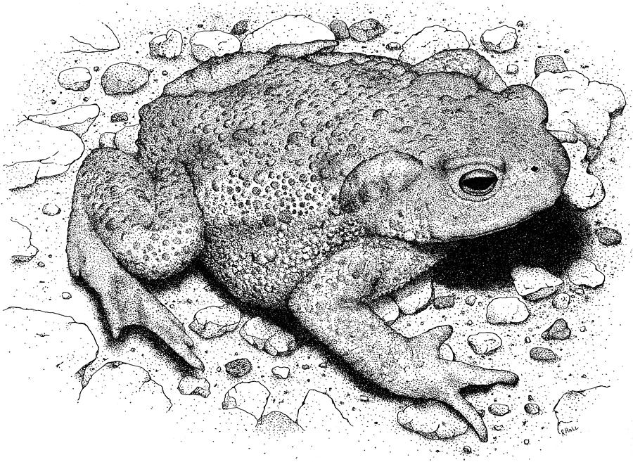 American Toad #1 Photograph by Roger Hall