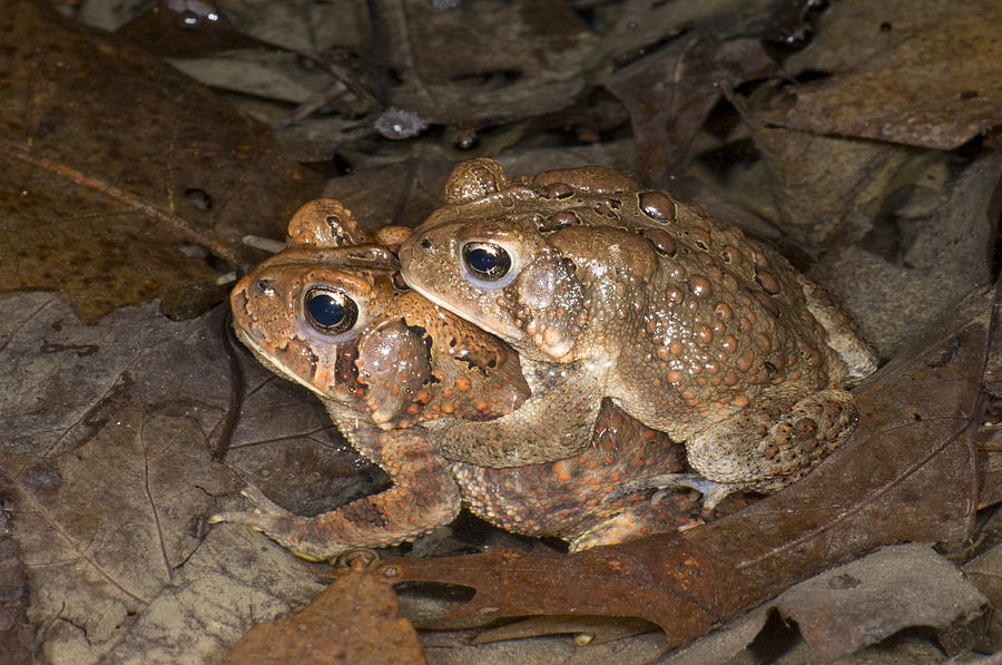 American Toads In Amplexus Michigan #1 Photograph by Steve Gettle