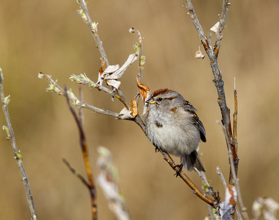 Nature Photograph - American Tree Sparrow #1 by Doug Lloyd
