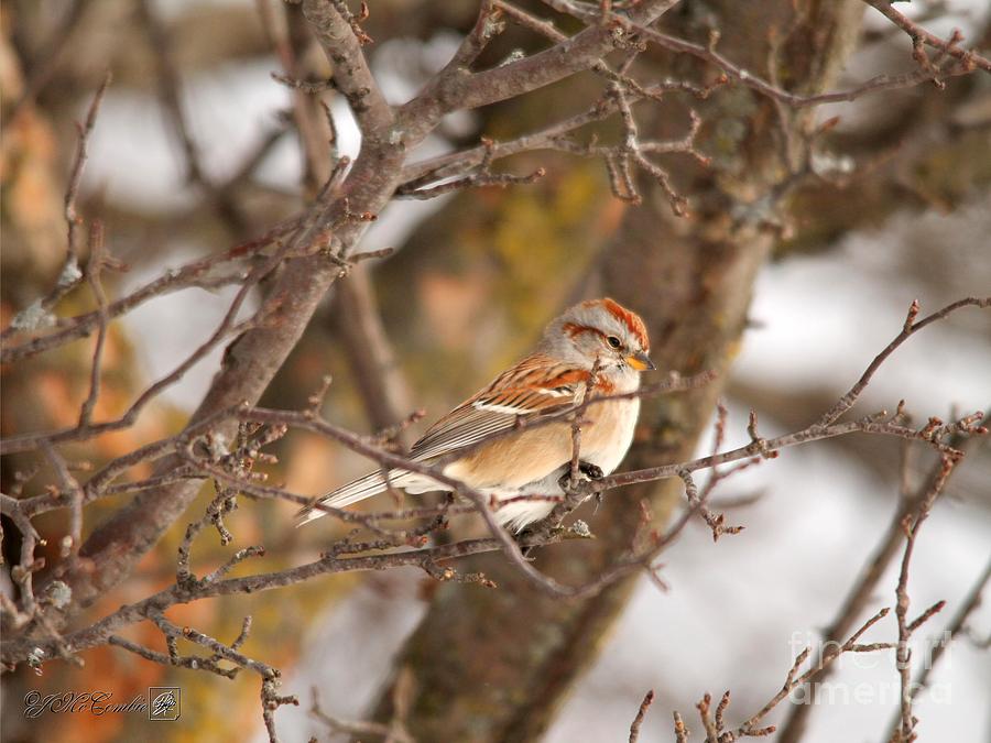 American Tree Sparrow #1 Photograph by J McCombie