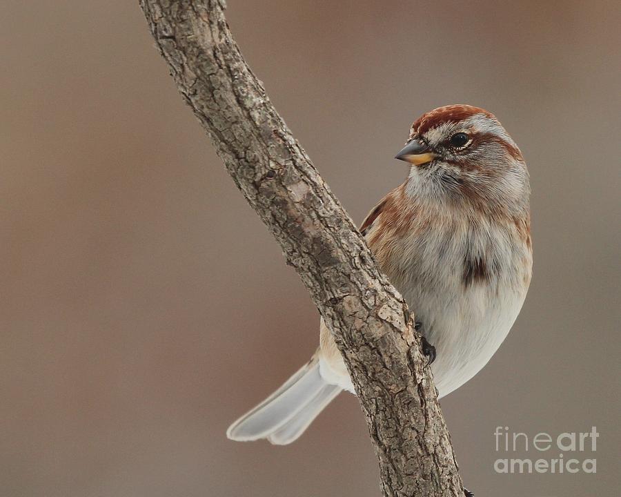 American Tree Sparrow #1 Photograph by Jack R Brock