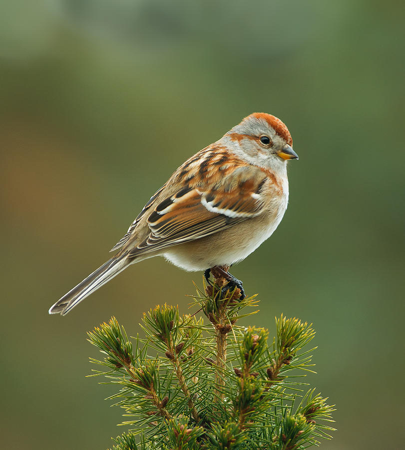 American Tree Sparrow #1 Photograph by Jim Zablotny