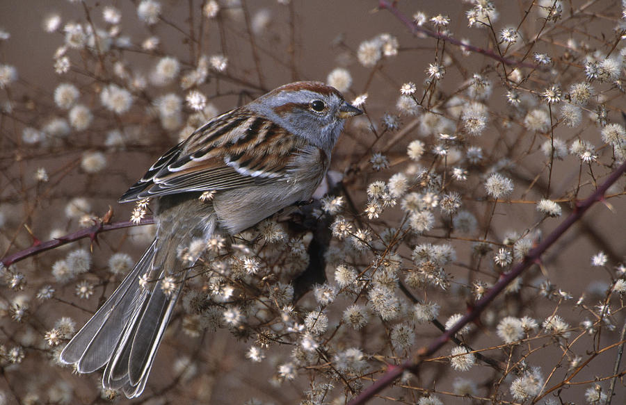 American Tree Sparrow #1 Photograph by Paul J. Fusco