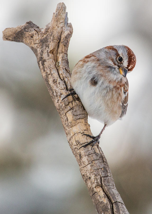American Tree Sparrow Pose #1 Photograph by Dawn Key