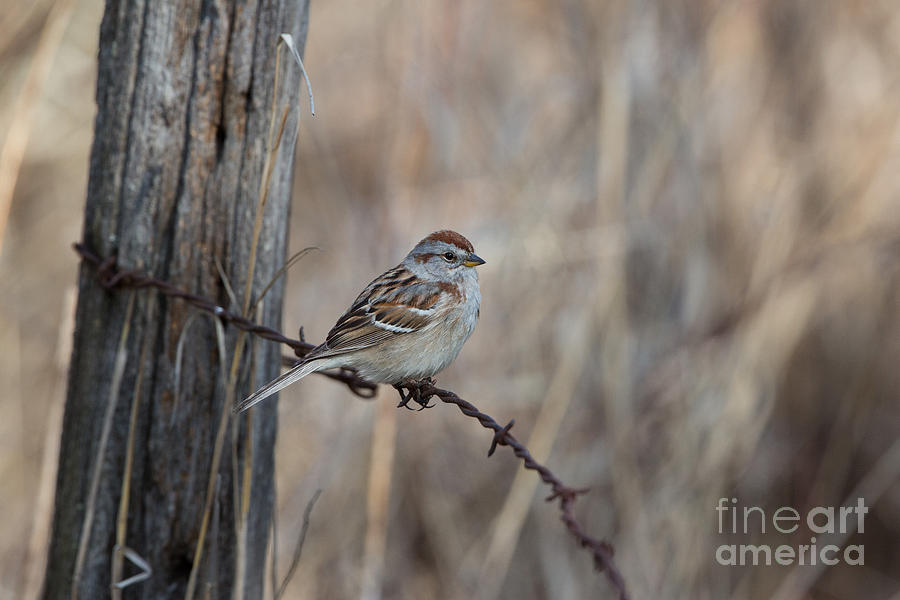 American Tree Sparrow Spizella Arborea #1 Photograph by Linda Freshwaters Arndt