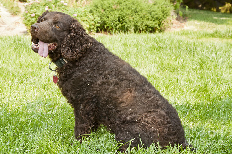American Water Spaniel #1 Photograph by William H. Mullins