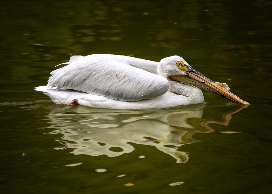 American White Pelican Photograph by Bill and Linda Tiepelman