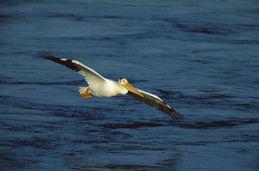 American White Pelican Flying #1 Photograph by Tom Vezo