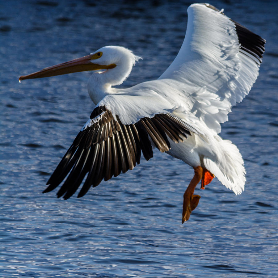 American White Pelican Photograph by Randy Scherkenbach