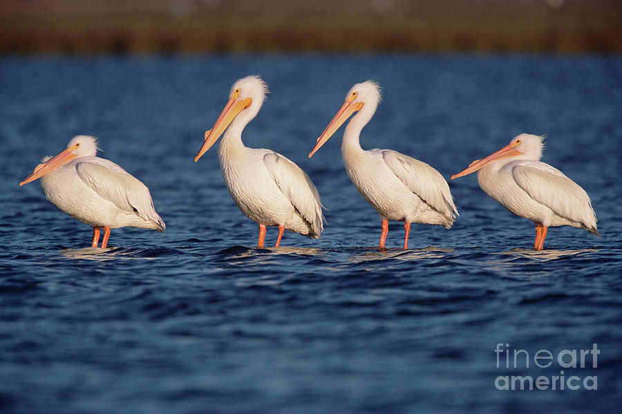 American White Pelicans  Photograph by Yva Momatiuk John Eastcott