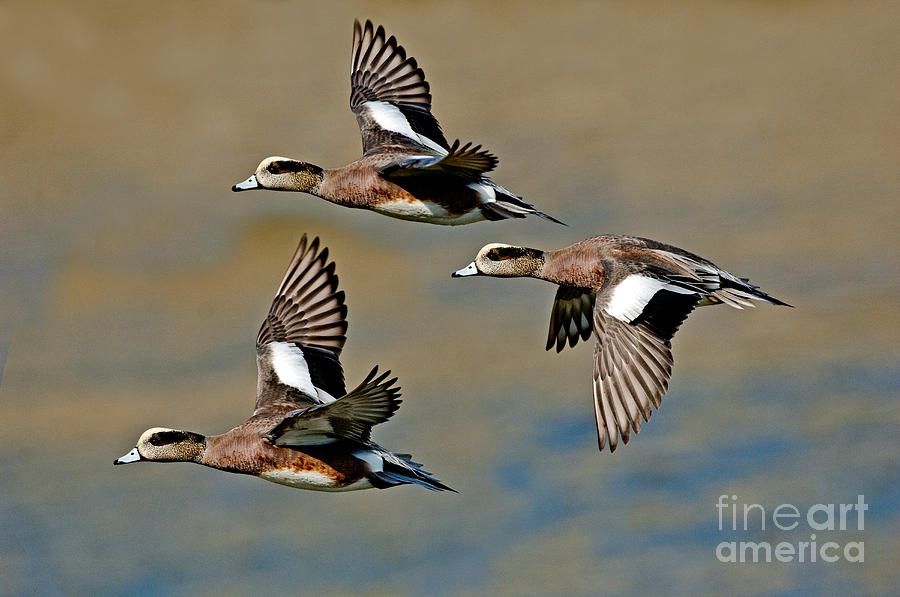 American Wigeon Drakes #1 Photograph by Anthony Mercieca