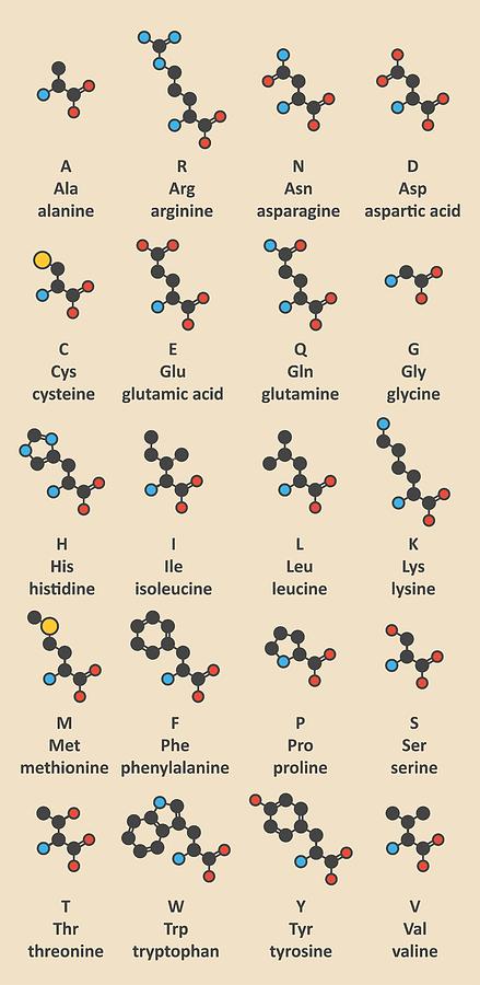 Amino Acids Molecules #1 Photograph by Molekuul