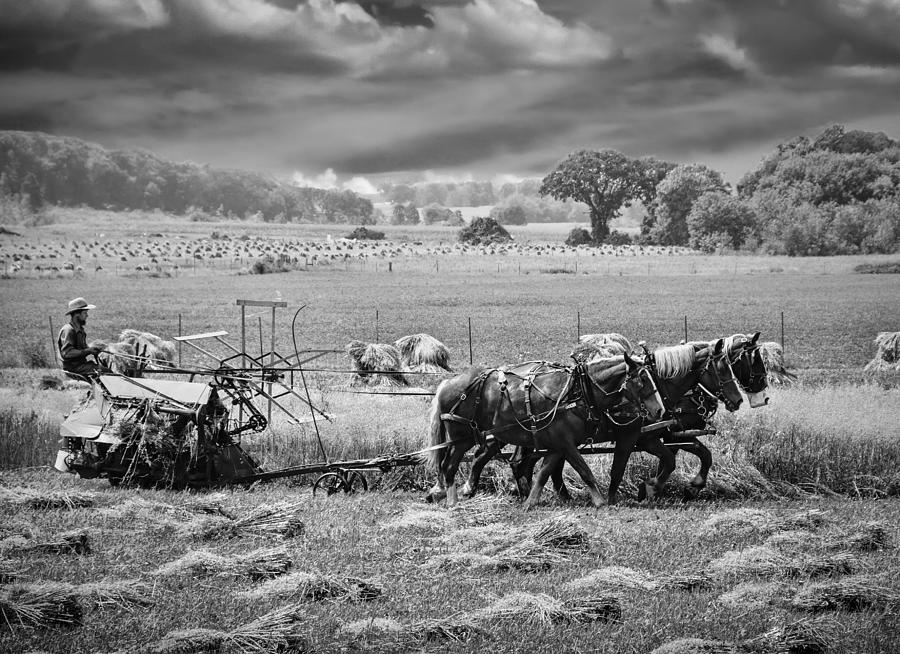 Amish Harvest #1 Photograph by Betty Eich