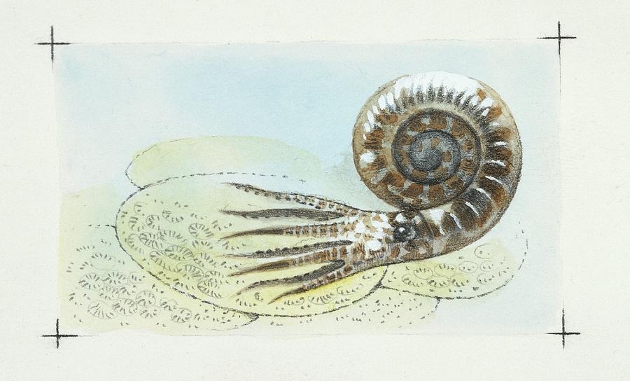 Ammonite #1 Photograph by Deagostini/uig