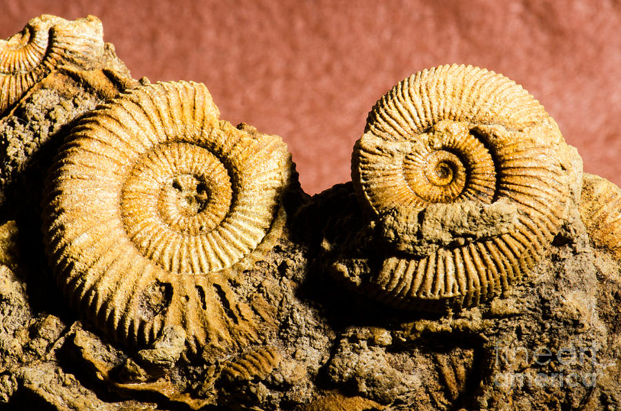 Ammonite Fossil Photograph By Millard H Sharp Fine Art America