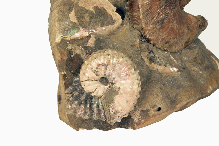 Ammonite Fossil Photograph By Science Stock Photographyscience Photo
