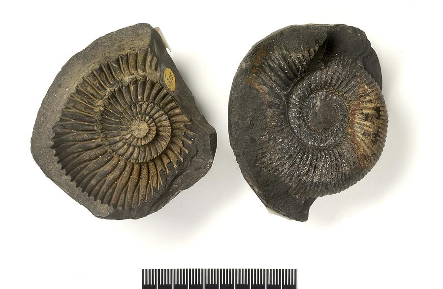 Prehistoric Photograph - Ammonite fossils #1 by Science Photo Library