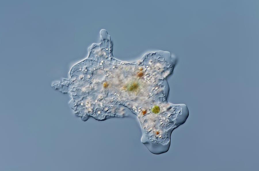  Amoeba  Proteus Photograph by Gerd Guenther