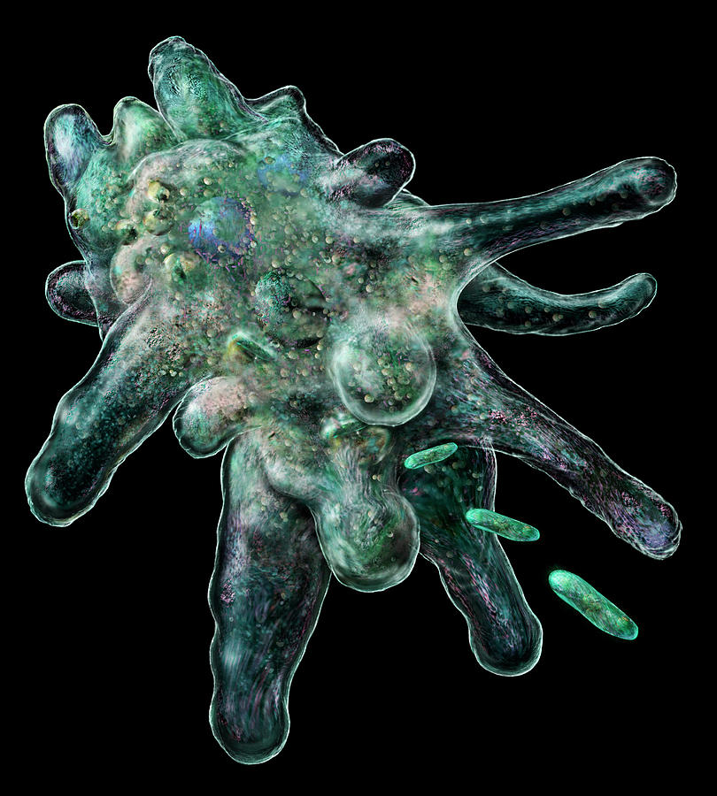 the artful amoeba