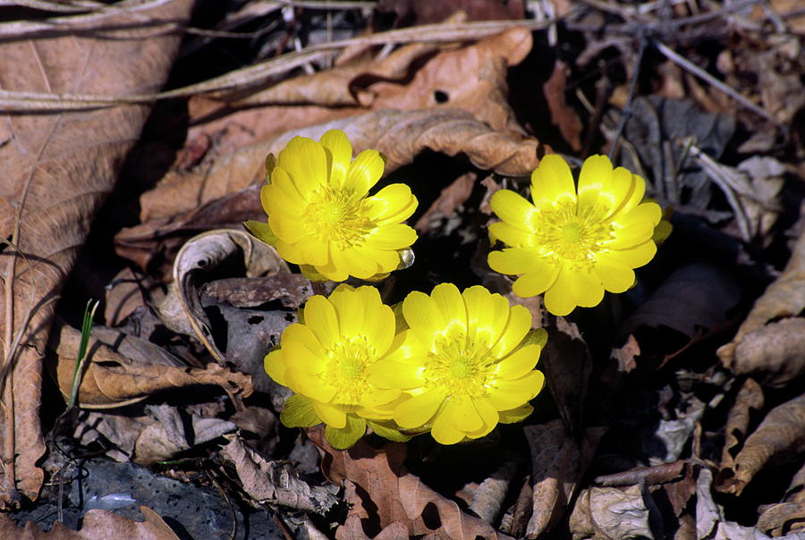 Amur Adonis Flowers (adonis Amurensis) #1 Photograph by Dr. Nick ...