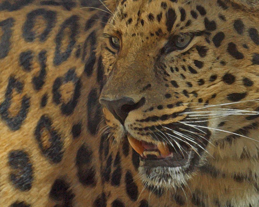 Amur Leopard 1 #1 Photograph by Ernest Echols