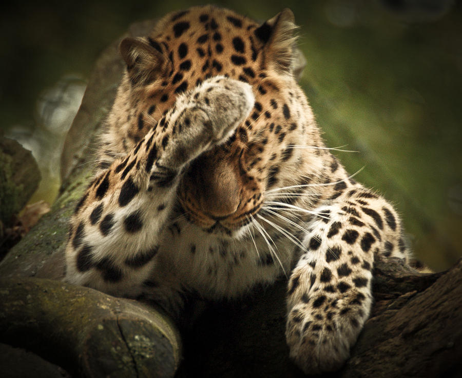 Nature Photograph - Amur Leopard #1 by Chris Boulton