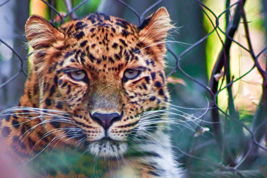 Amur Leopard #1 Photograph by Lynne Jenkins
