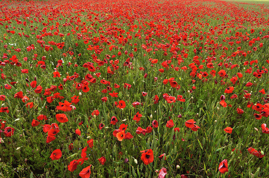 An Abundance Of Red Poppies In A Field #1 Photograph by John Short